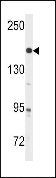 Anti-ABL (Y251) Antibody