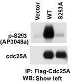 Anti-Phospho-CDC25A (S293) Antibody