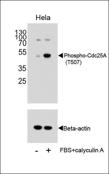 Anti-Phospho-CDC25A (T507) Antibody