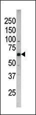 Anti-Phospho-CDC25B (S187) Antibody