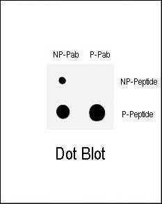 Anti-Phospho-CHK1 (S317) Antibody
