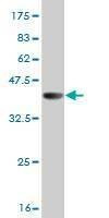 Anti-GH2 Antibody