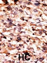 Anti-Phospho-CREB (S133) Antibody