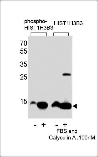 Anti-Phospho-HIST1H3B3 (S10) Antibody
