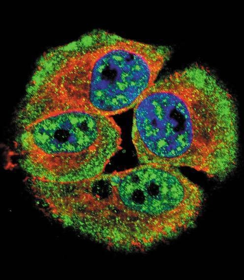 Anti-Phospho-HER4 (Y1162) Antibody