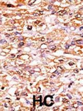 Anti-Phospho-p27Kip1 (S178) Antibody