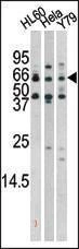 Anti-Phospho-RAD9 (S272) Antibody