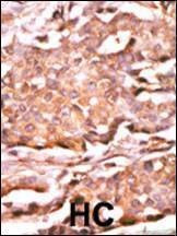 Anti-Phospho-RAD9 (S272) Antibody