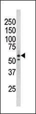 Anti-Phospho-RAD9 (S277) Antibody