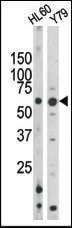 Anti-Phospho-RAD9 (S328) Antibody