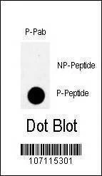Anti-Phospho-RAD9 (S328) Antibody