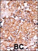 Anti-Phospho-RAD9 (S328) Antibody