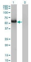 Anti-GIT2 Antibody