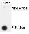 Anti-Phospho-SEPARIN (S1126) Antibody
