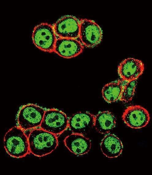Anti-Phospho-SMAD3 (S208) Antibody