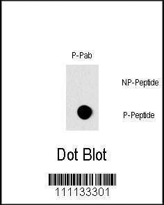 Anti-Phospho-RAF1 (S296) Antibody