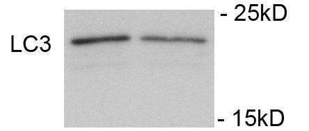 Anti-Phospho-LC3C (S12) Antibody