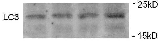 Anti-Phospho-LC3C (S12) Antibody