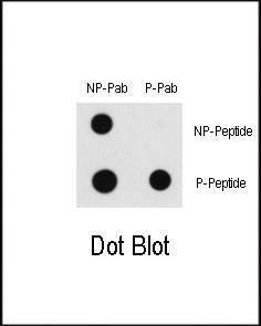 Anti-Phospho-RAF1 (S43) Antibody