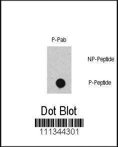 Anti-Phospho-RAF1 (S471) Antibody