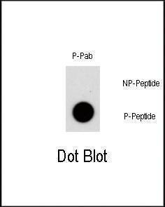 Anti-Phospho-NR4A1 (S351) Antibody