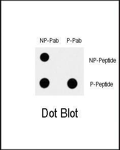 Anti-Phospho-MAP3K7 (S192) Antibody