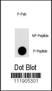 Anti-Phospho-PI3KC3 (S676) Antibody