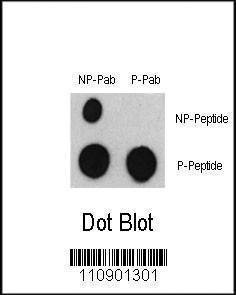 Anti-Phospho-ATF2 (S322) Antibody