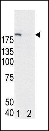 Anti-Phospho-EGFR (Y1172) Antibody