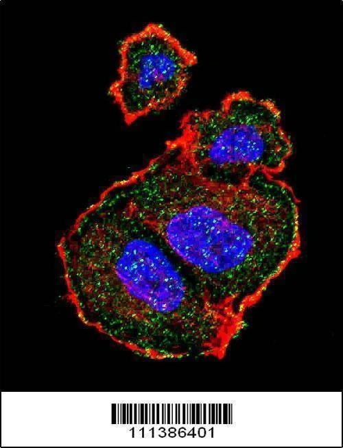 Anti-Phospho-TSC2 (S939) Antibody