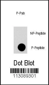 Anti-Phospho-FRAP1 (T2446) Antibody
