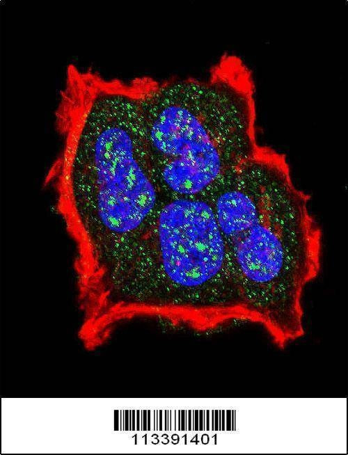 Anti-Phospho-TSC2 (S1420) Antibody