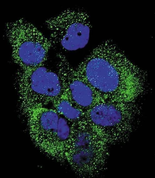Anti-Phospho-ABL (Y204) Antibody