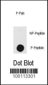 Anti-Phospho-DNA-PK (T2609) Antibody