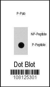 Anti-Phospho-Cdc25A (S79) Antibody
