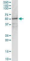 Anti-GNAI1 Antibody