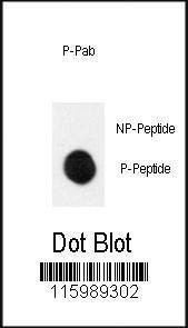 Anti-Phospho-MEK1 (S222) Antibody