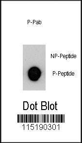 Anti-Phospho-MUC1 (Y1229) Antibody