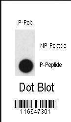 Anti-Phospho-CLDN2 (Y224) Antibody