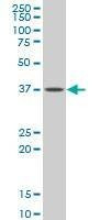 Anti-GNAI2 Antibody