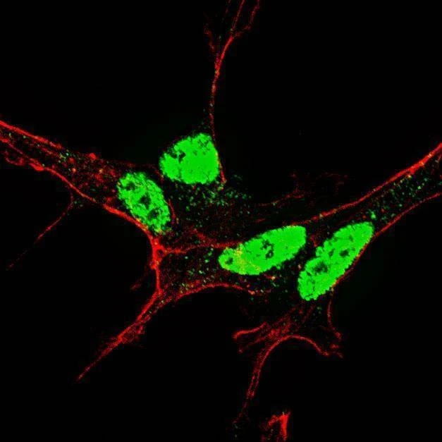 Anti-Phospho-Nanog (S71) Antibody