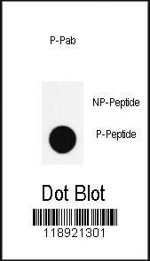 Anti-Phospho-Nanog (S285) Antibody