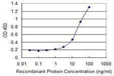 Anti-GNG5 Antibody