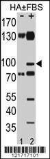 Anti-Phospho-EphA2 (S897) Antibody
