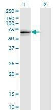 Anti-GNL3 Antibody