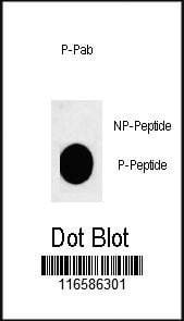 Anti-Phospho-ACTH (S168) Antibody
