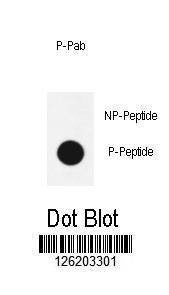 Anti-phospho-Sox2 (S246) Antibody