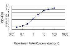 Anti-GOLGB1 Antibody