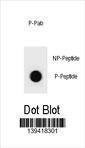 Anti-Mouse Phospho-mouse BAD (T94) Antibody