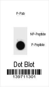 Anti-Mouse Phospho-mouse CASP3 (S12) Antibody